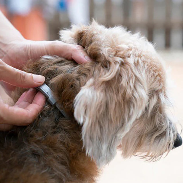 "Adjustable waterproof flea and tick collar for cats and dogs, featuring natural essential oils and eco-friendly design."