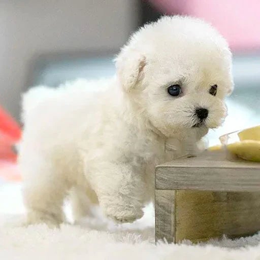 Brown and white realistic plush puppy toy for kids and adults, lifelike features, super-soft fur, ideal cuddly companion.