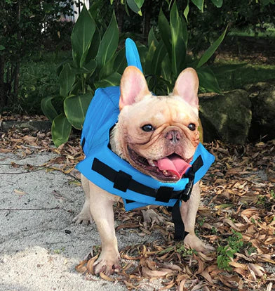 "Dog life jacket with shark fin, vibrant colors, adjustable straps, ensures pet safety and buoyancy in water adventures."
