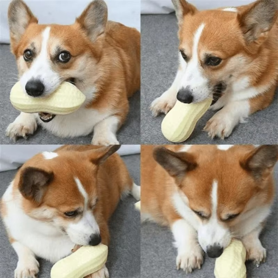"Durable squeaky peanut-shaped chew toy in vibrant colors for dogs, promoting play, teeth cleaning, and cognitive engagement.
