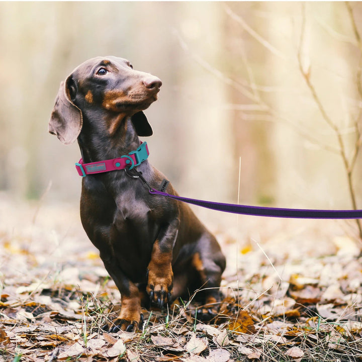 "Extra long waterproof dog lead with comfy handle, in orange, durable nylon for all weather, secure soft-touch grip."