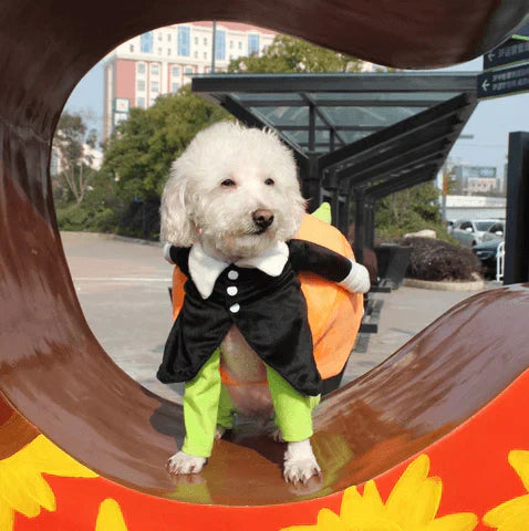 "Funny dog pumpkin Halloween costume with 3D design, adjustable fit, and plush figure for small to medium dogs."