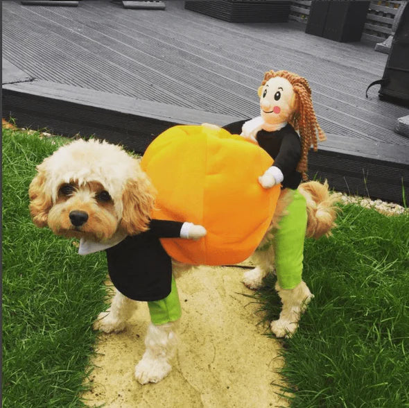 "Funny dog pumpkin Halloween costume with 3D design, adjustable fit, and plush figure for small to medium dogs."