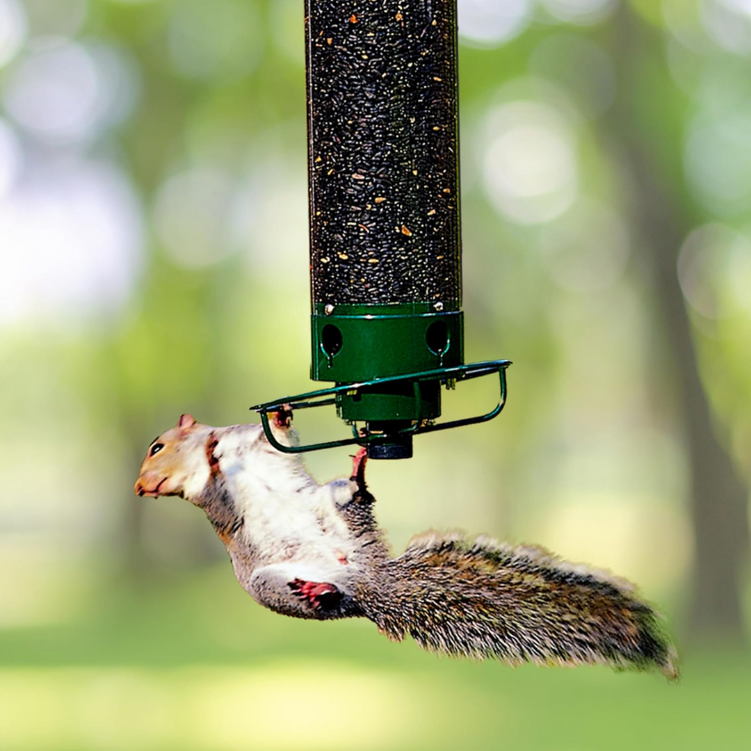 "Heavy-duty squirrel-proof bird feeder with metal weather-resistant design and rotating perch in garden setting."