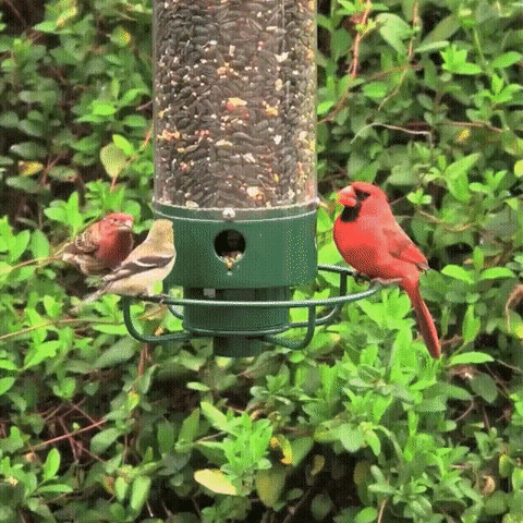 "Heavy-duty squirrel-proof bird feeder with metal weather-resistant design and rotating perch in garden setting."