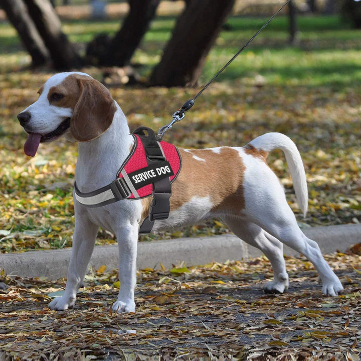 No Pull Personalised Dog Harness for Comfortable Walks