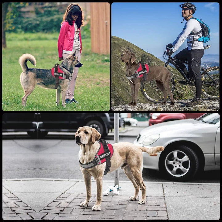 No Pull Personalised Dog Harness for Comfortable Walks