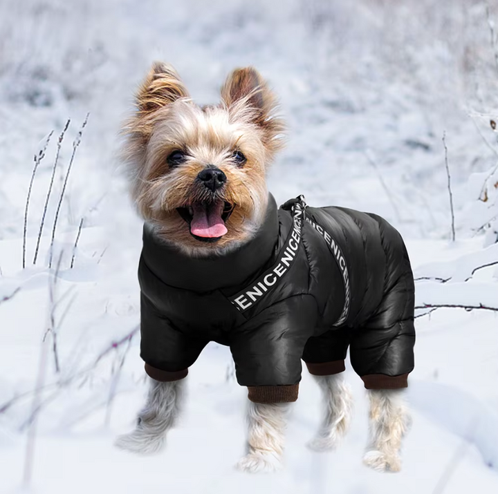 "Insulated waterproof dog winter coat in blue, showcasing cozy design with D-ring for leash, ideal for snowy adventures."