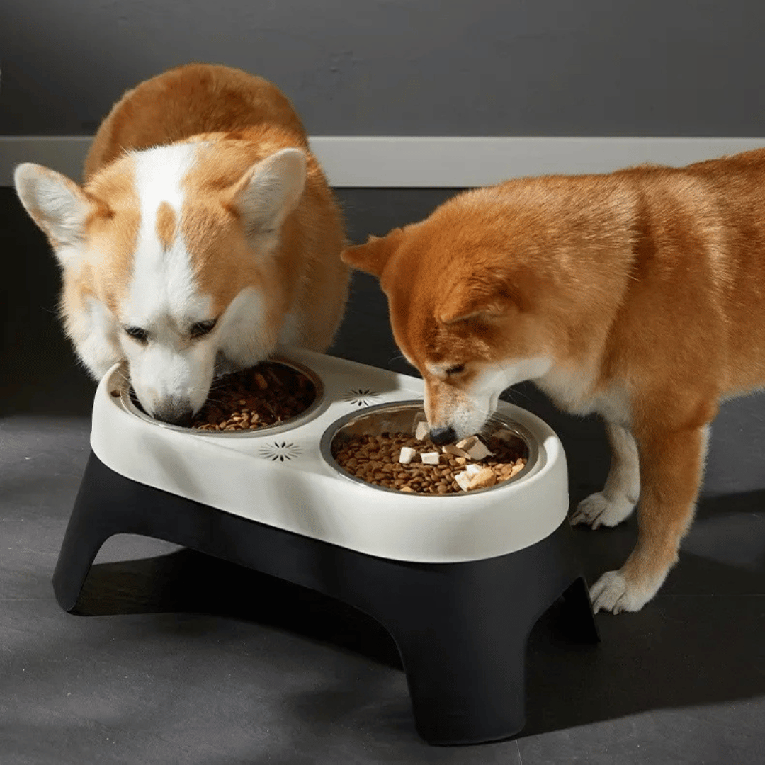 "Raised dog feeding station with sleek stainless steel bowls on a stable, non-slip base for mess-free, stylish dining."
