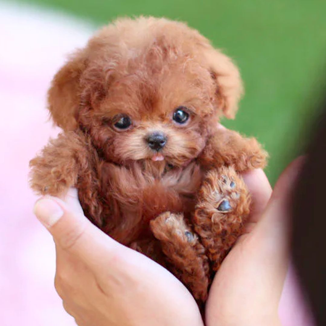Realistic interactive robot puppy with lifelike features, expressive eyes, and soft texture for home companionship.