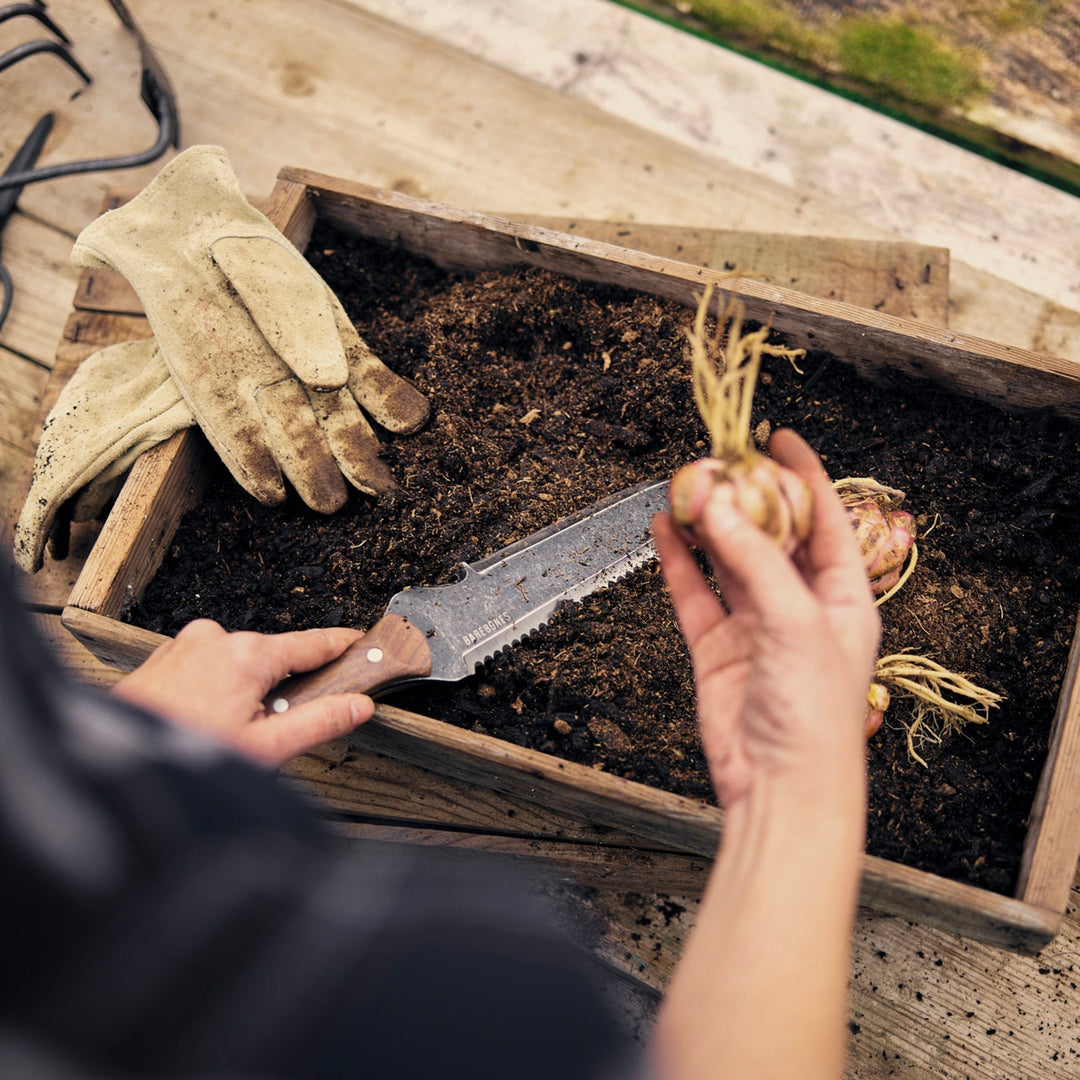 "Stainless steel Hori Hori garden tool with ergonomic walnut handle for digging and weeding in gardens."