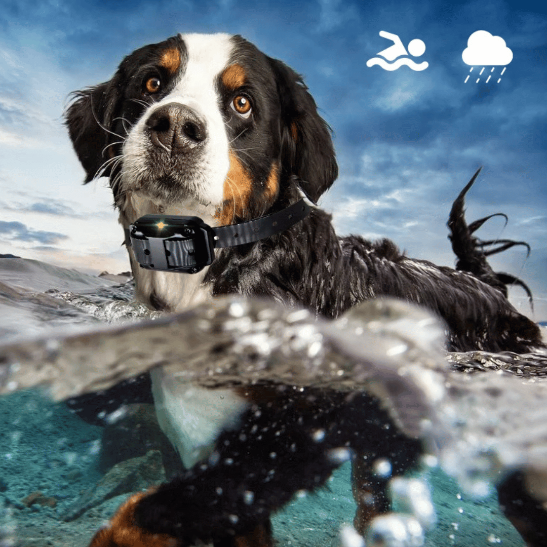 "Waterproof dog training collar with remote, adjustable fit, black color, suitable for pets, features buttons for control."