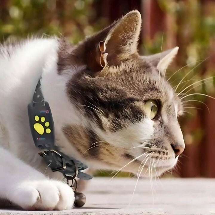 Waterproof GPS cat tracker with real-time location, white, attached to a collar, ideal for pet safety and comfort.