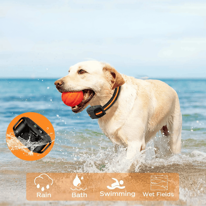 Waterproof rechargeable e-collar for dog training, black strap, remote control, fits all sizes, for outdoor use, pet supplies