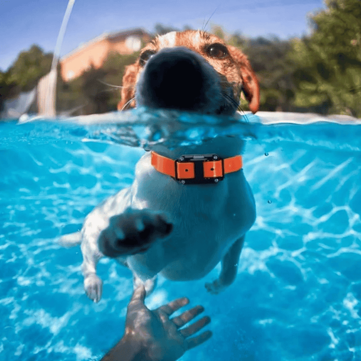 "Waterproof rechargeable remote-controlled dog training collar with adjustable fit and multiple training modes for all dogs."