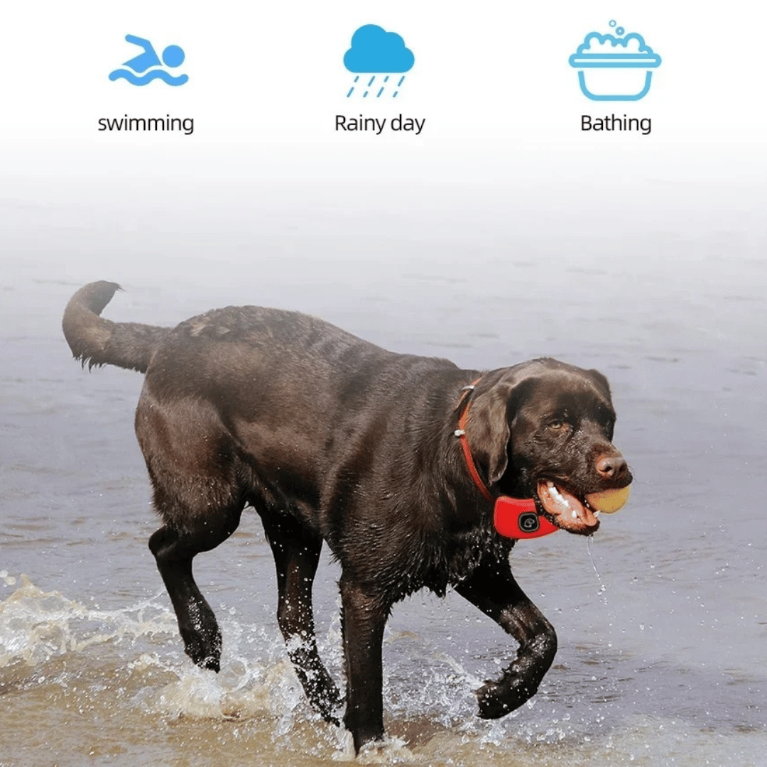 "Waterproof smart dog training collar with remote, 300m range, durable design for effective indoor/outdoor pet training."