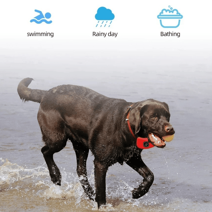 "Waterproof smart dog training collar with remote, 300m range, durable design for effective indoor/outdoor pet training."
